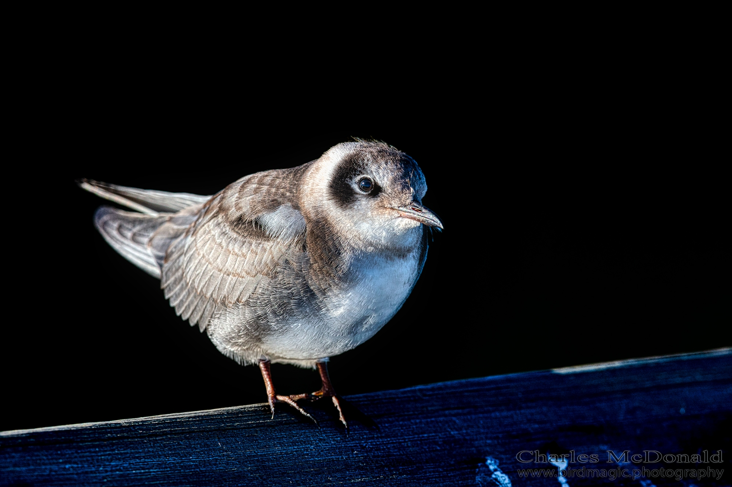 Black Tern