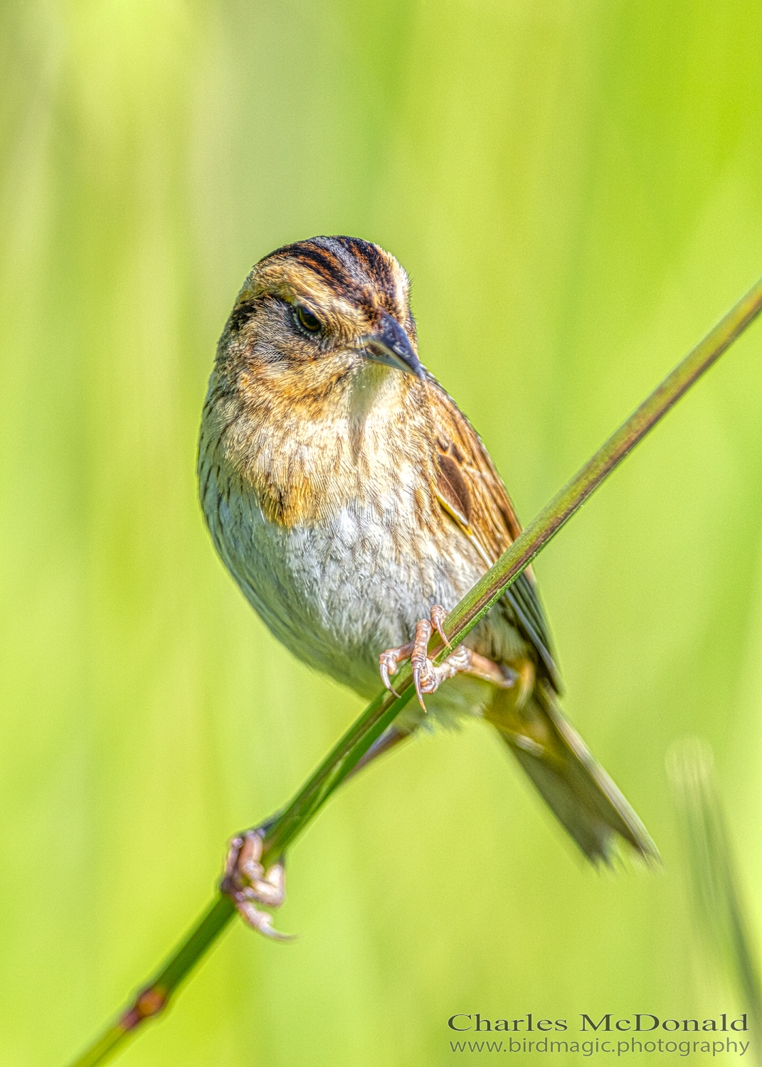 Nelson's Sparrow