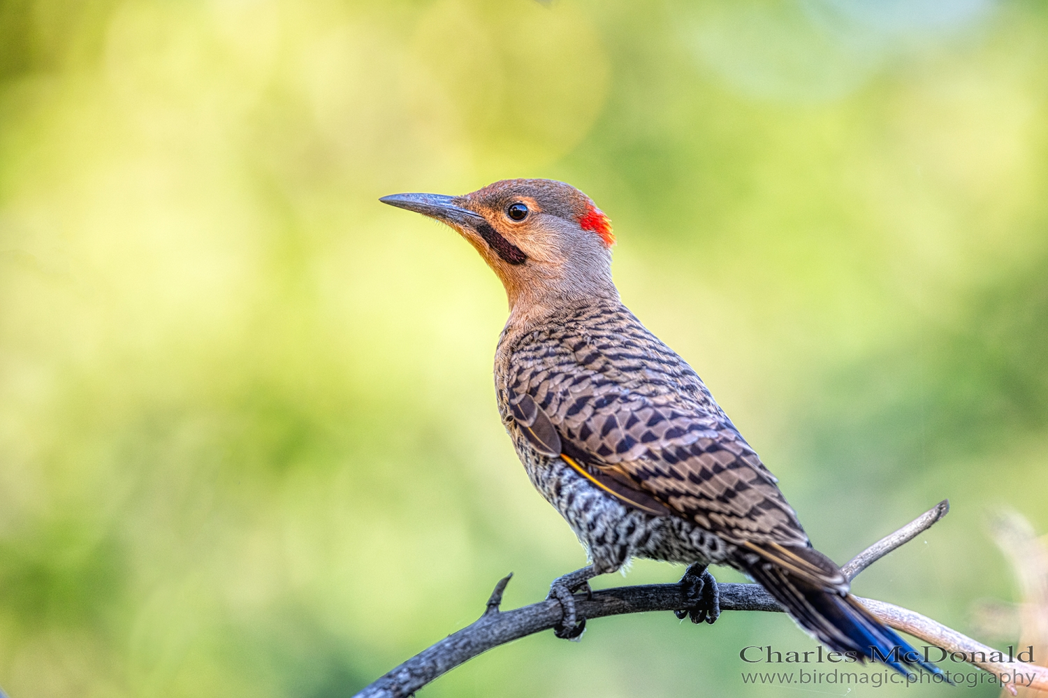 Northern Flicker