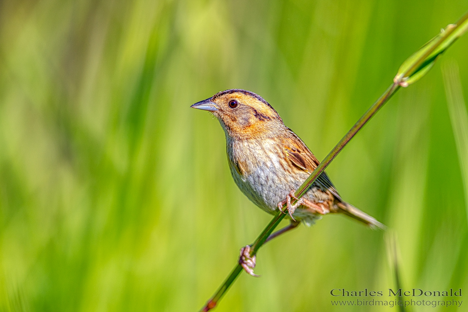 Nelson's Sparrow