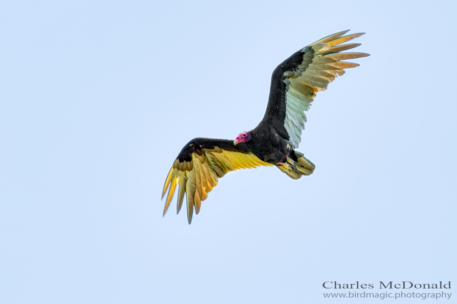 Turkey Vulture