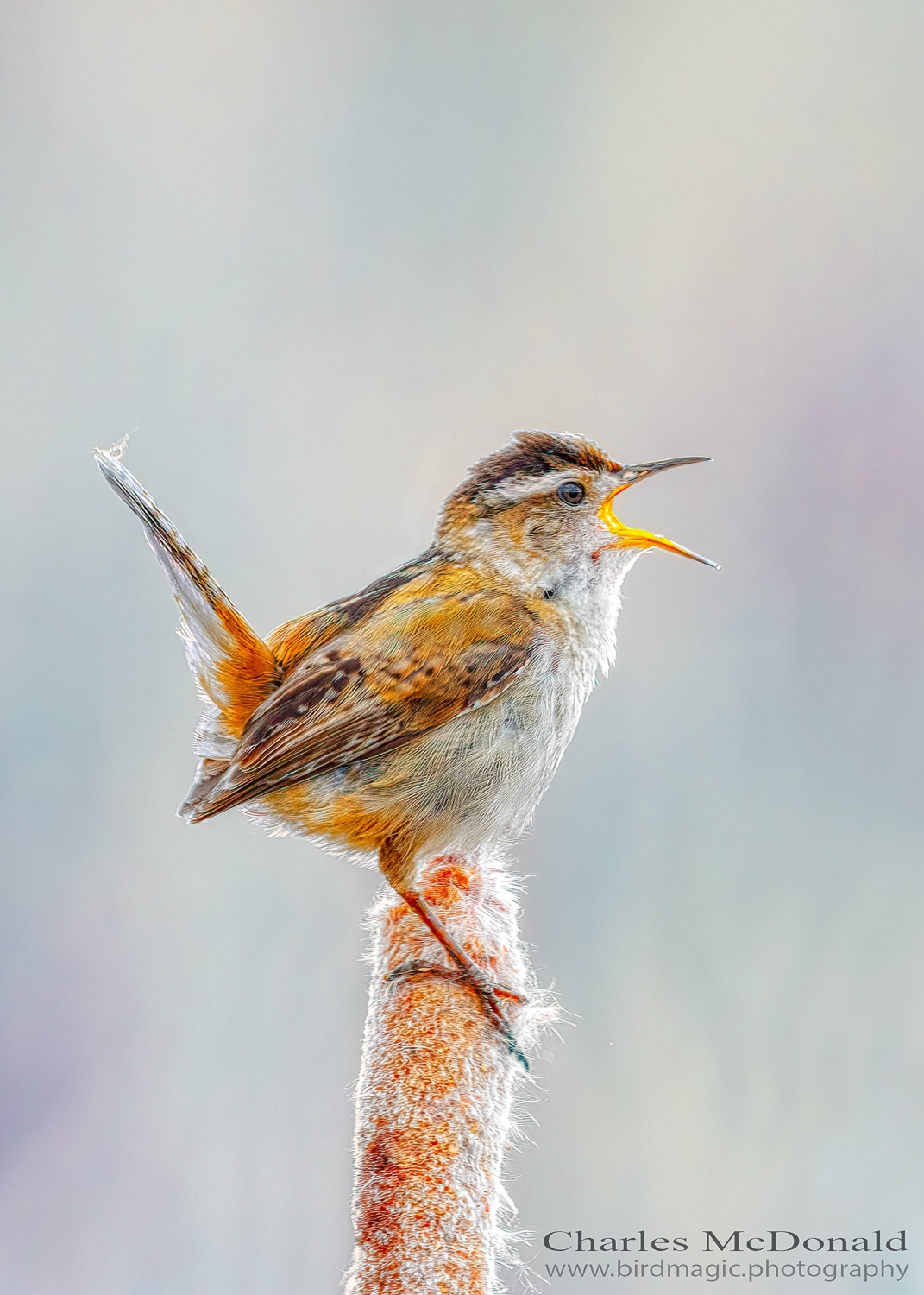 Marsh Wren