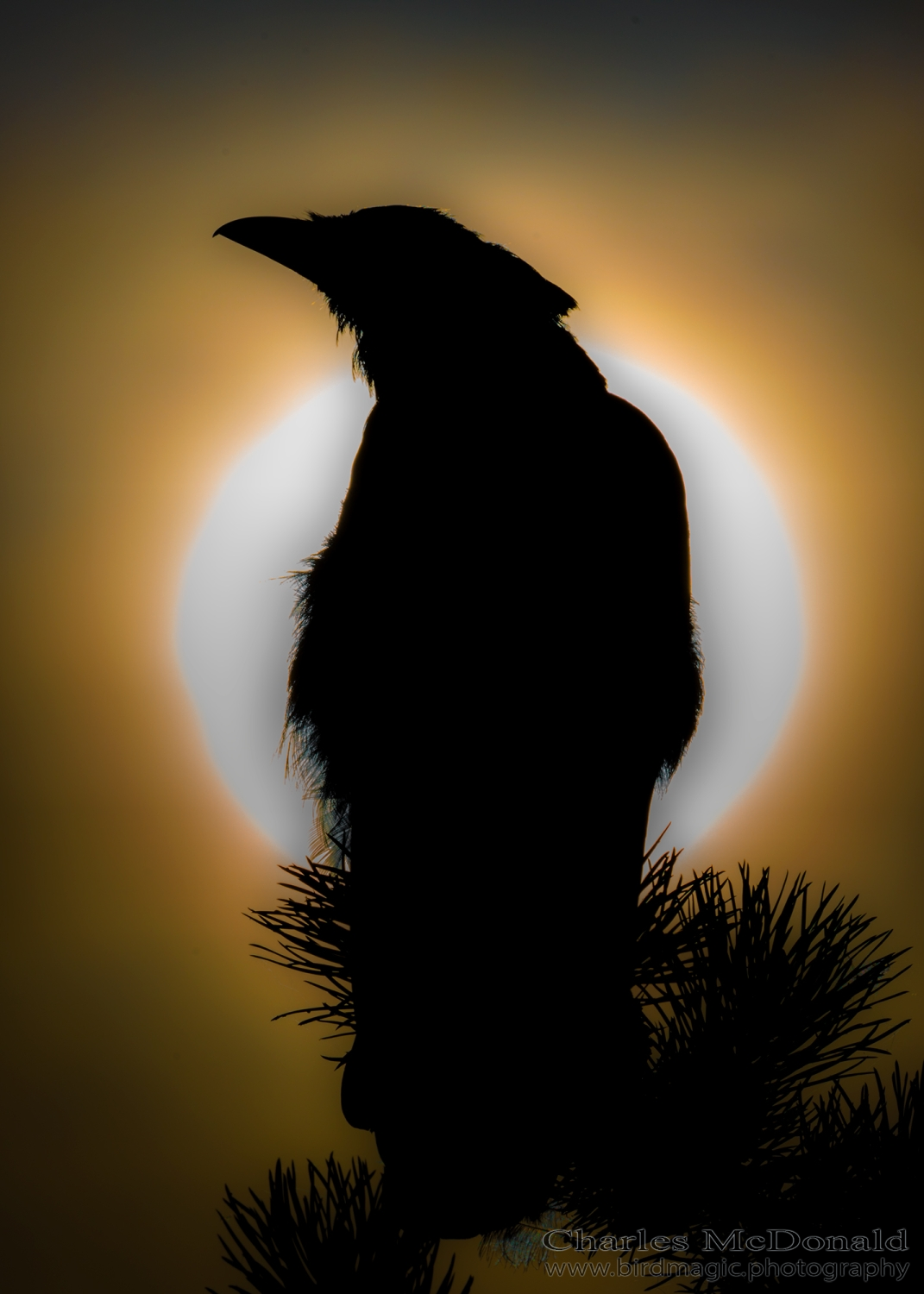 American Crow