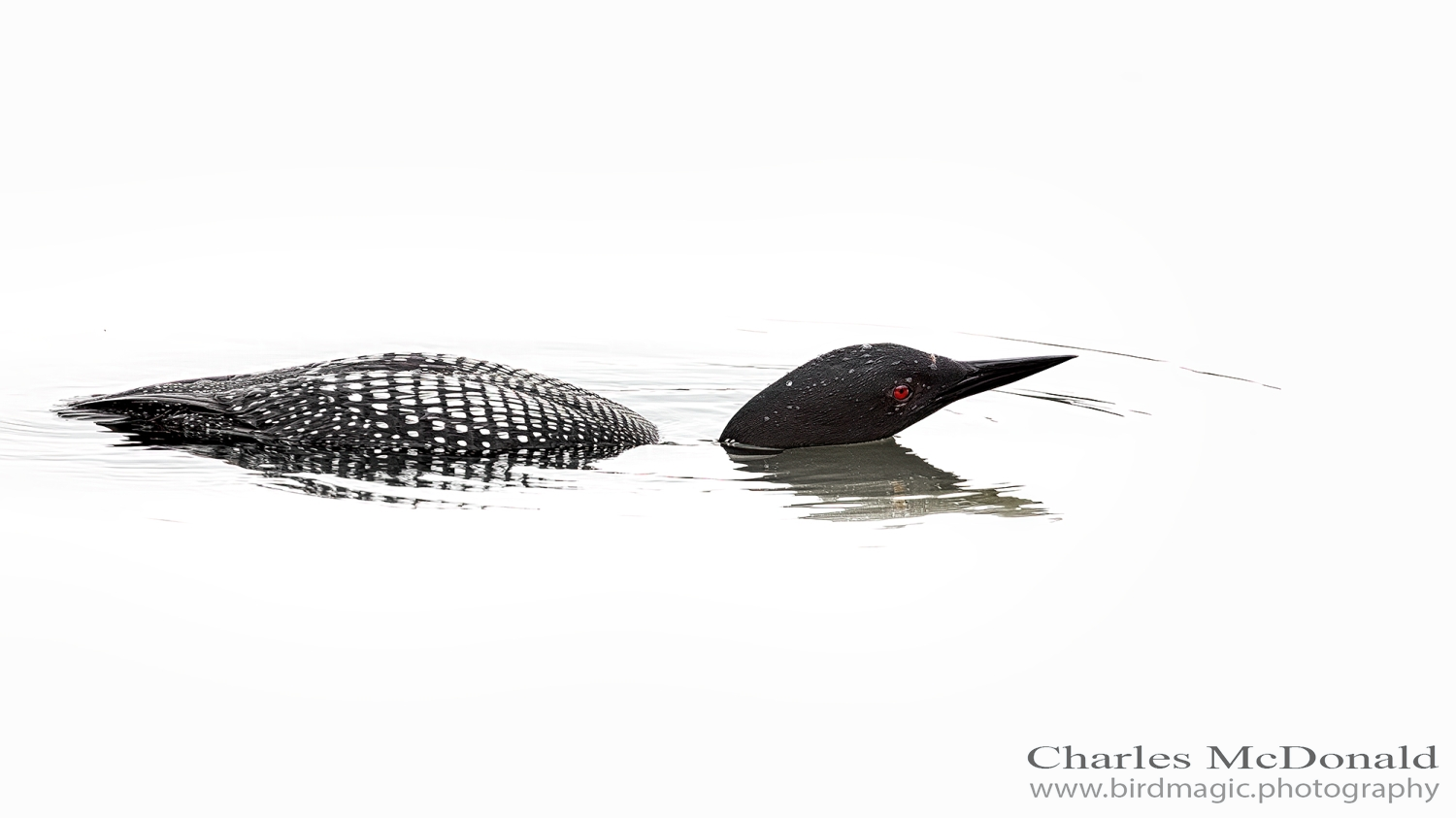 Common Loon