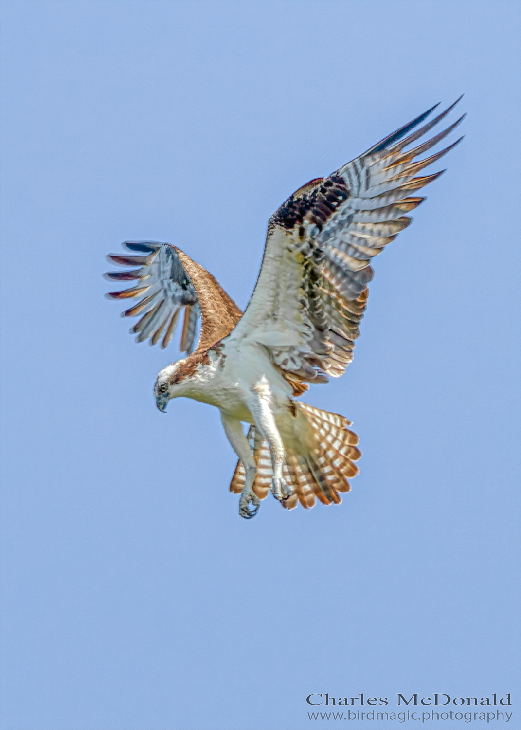 Osprey