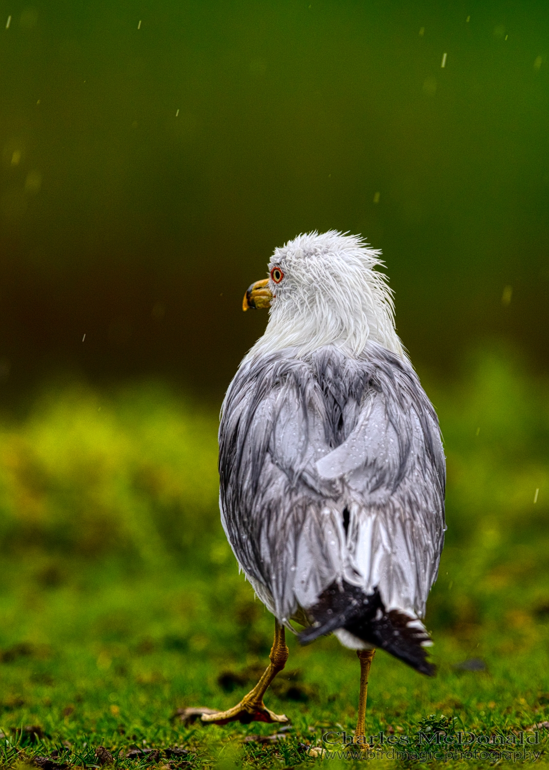 Ring-billed Gull