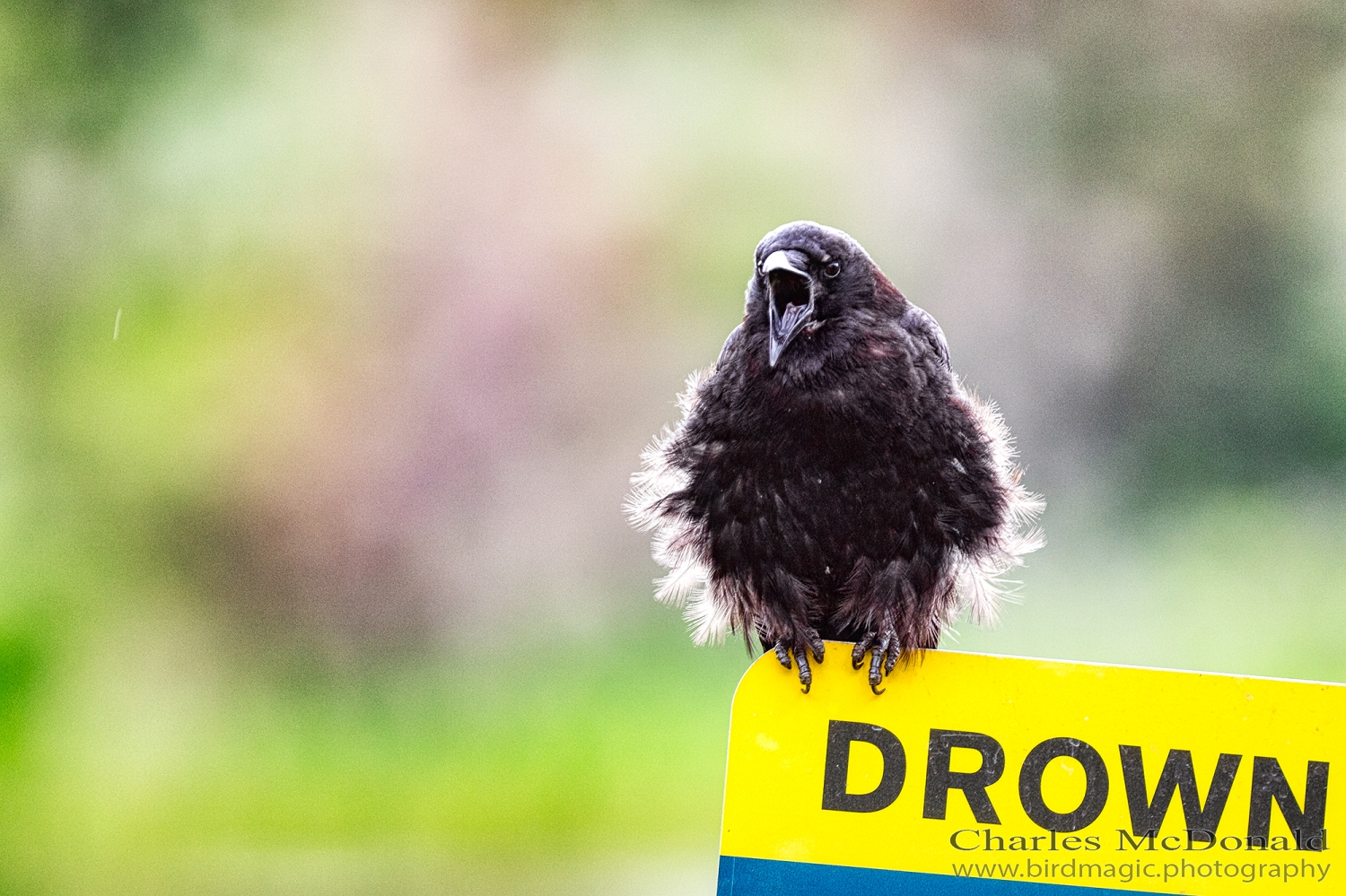 American Crow