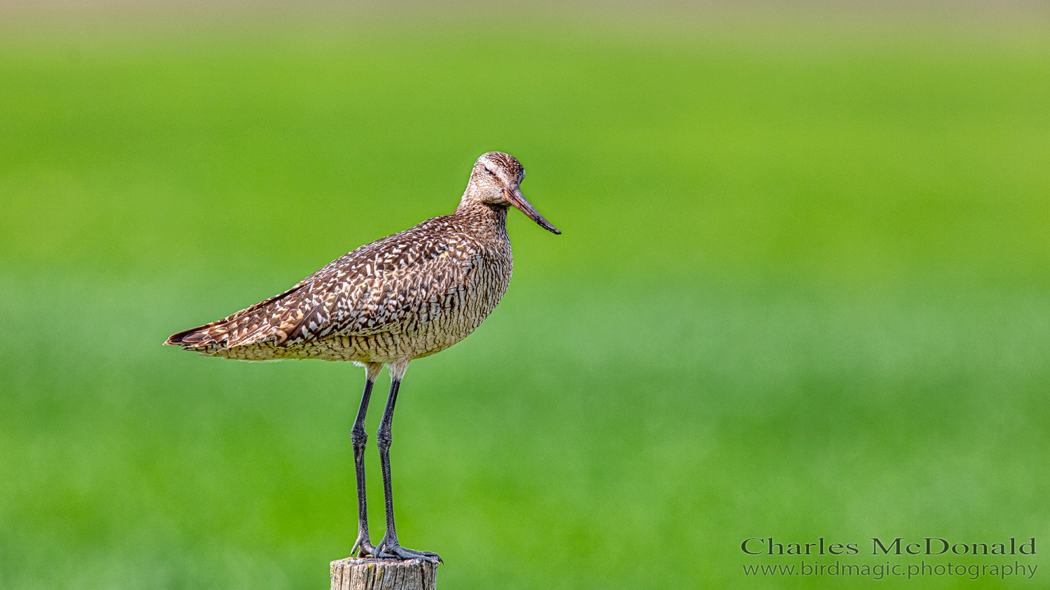 Marbled Godwit