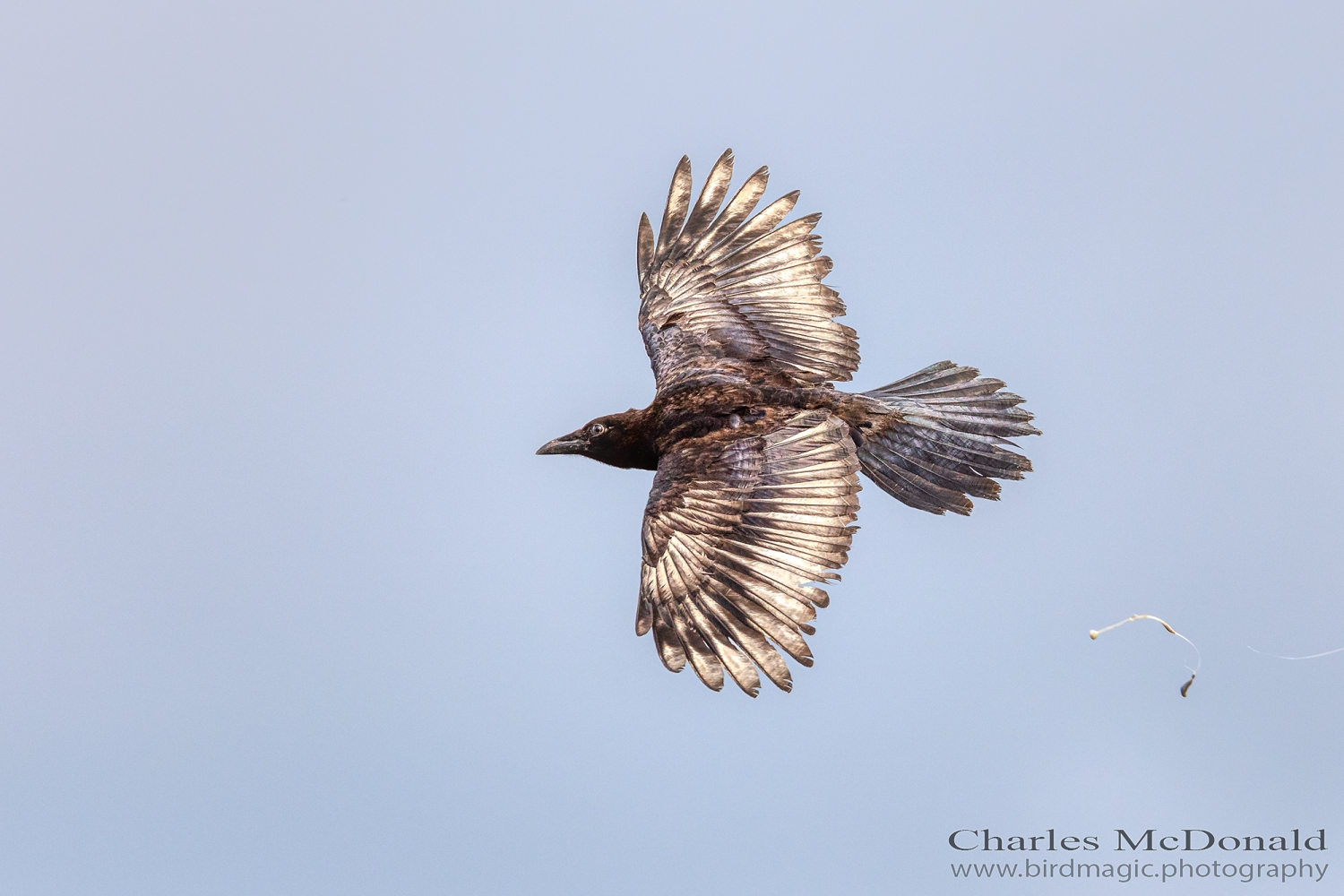 American Crow