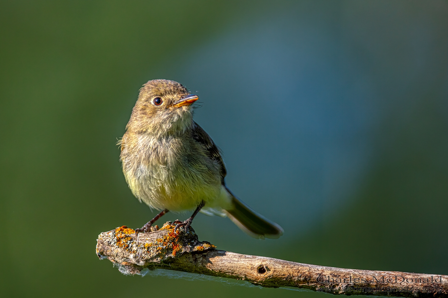 Least Flycatcher