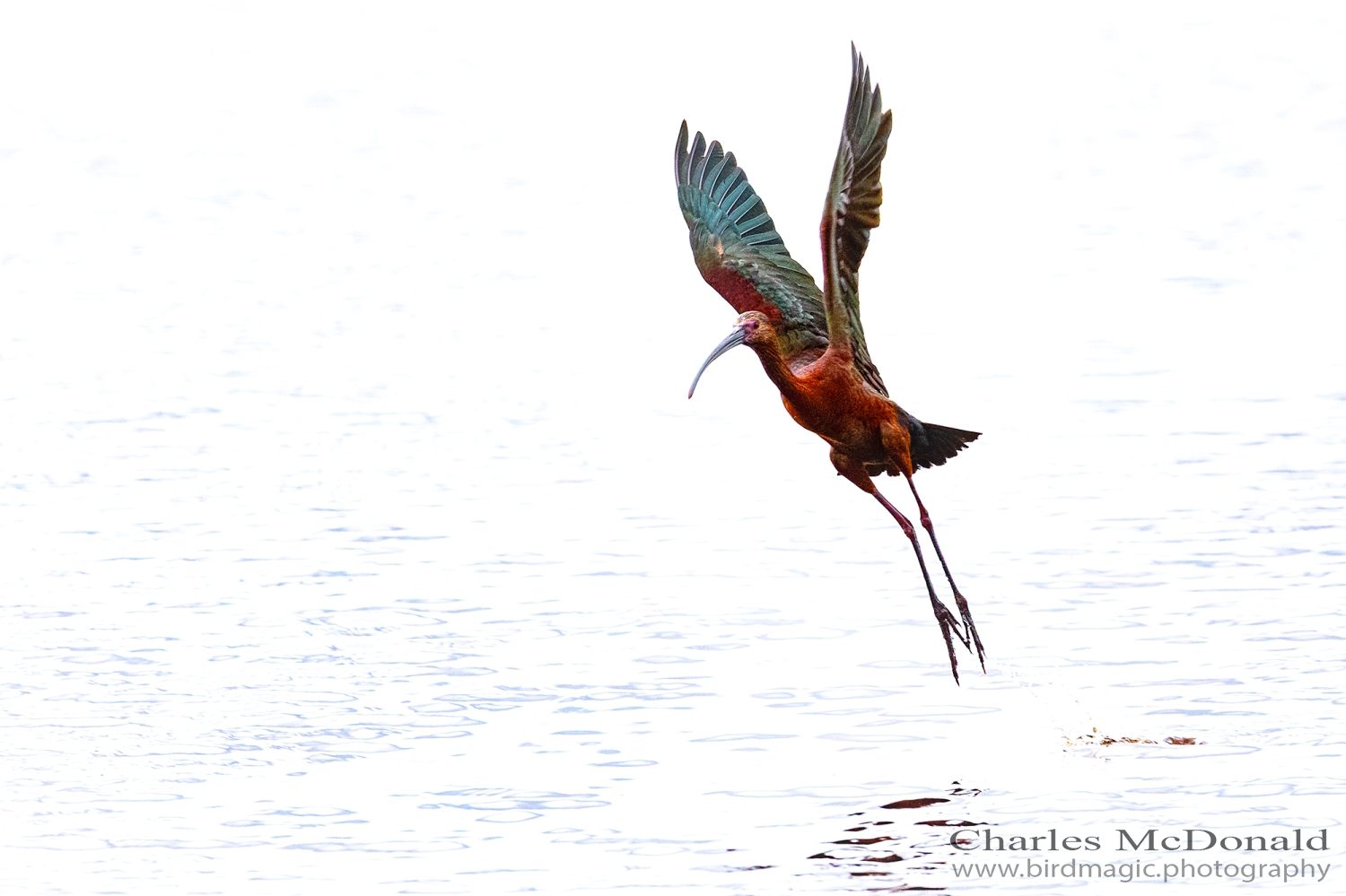 White-faced Ibis