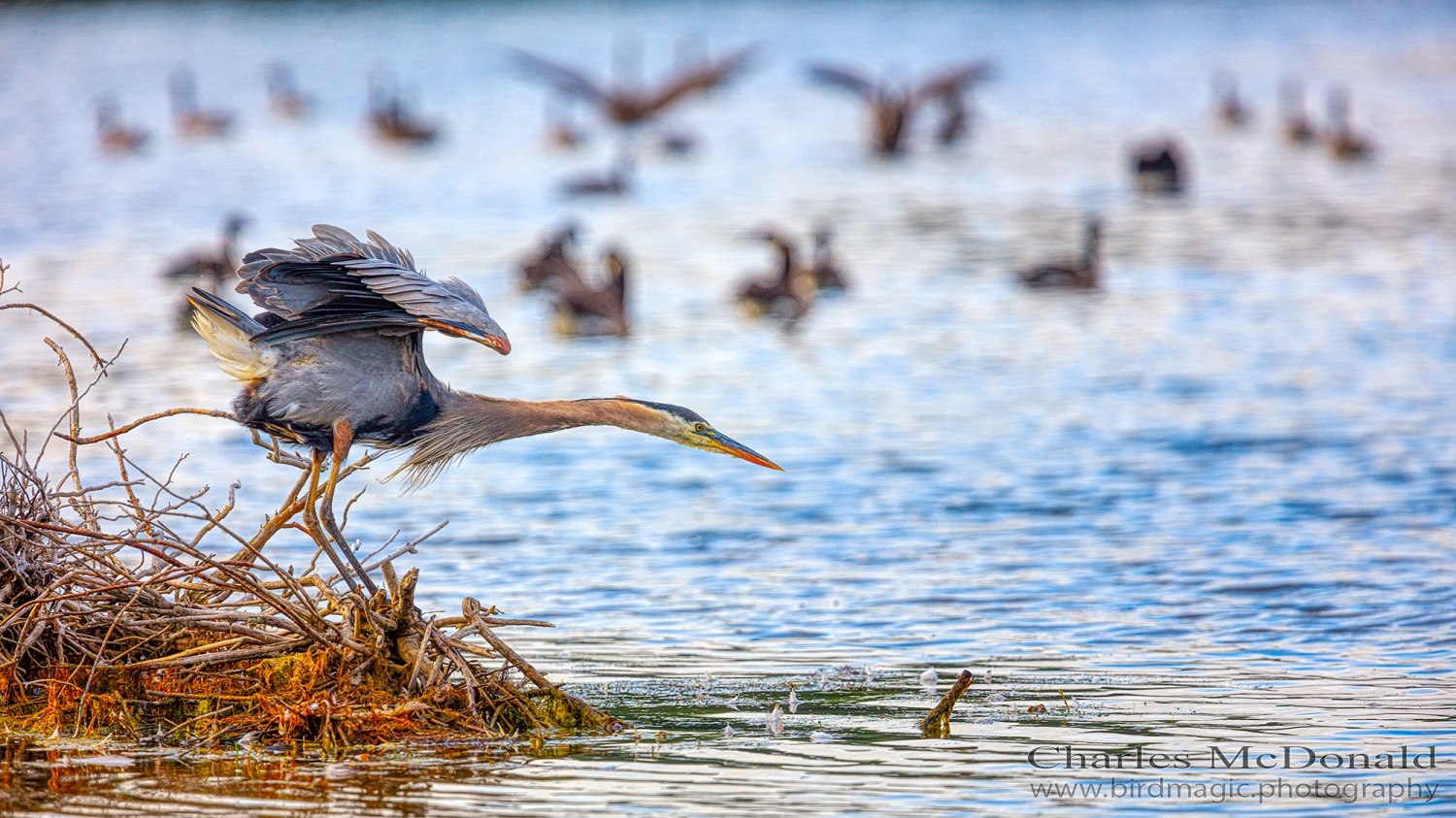 Great Blue Heron