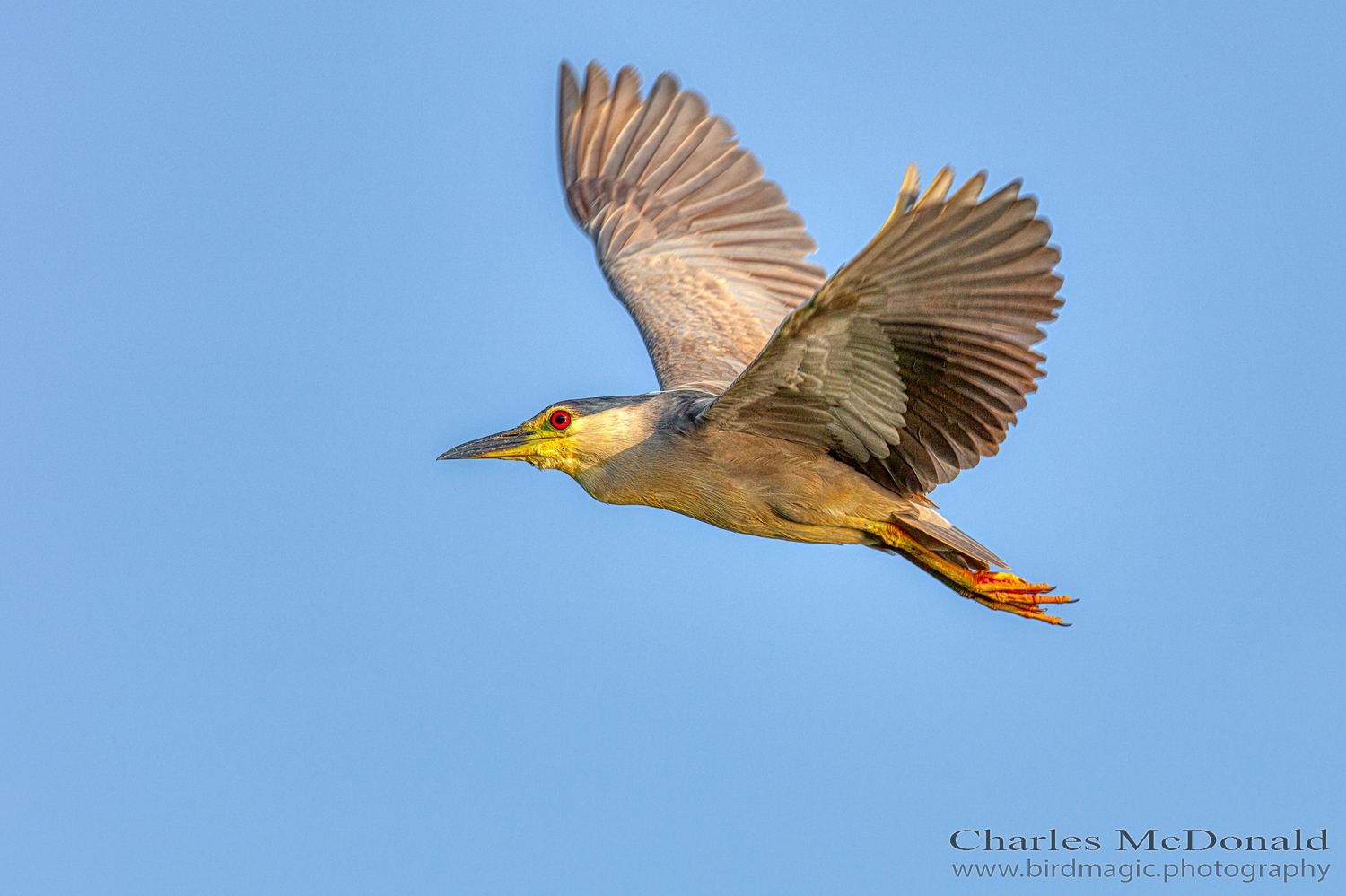 Black-crowned Night-Heron