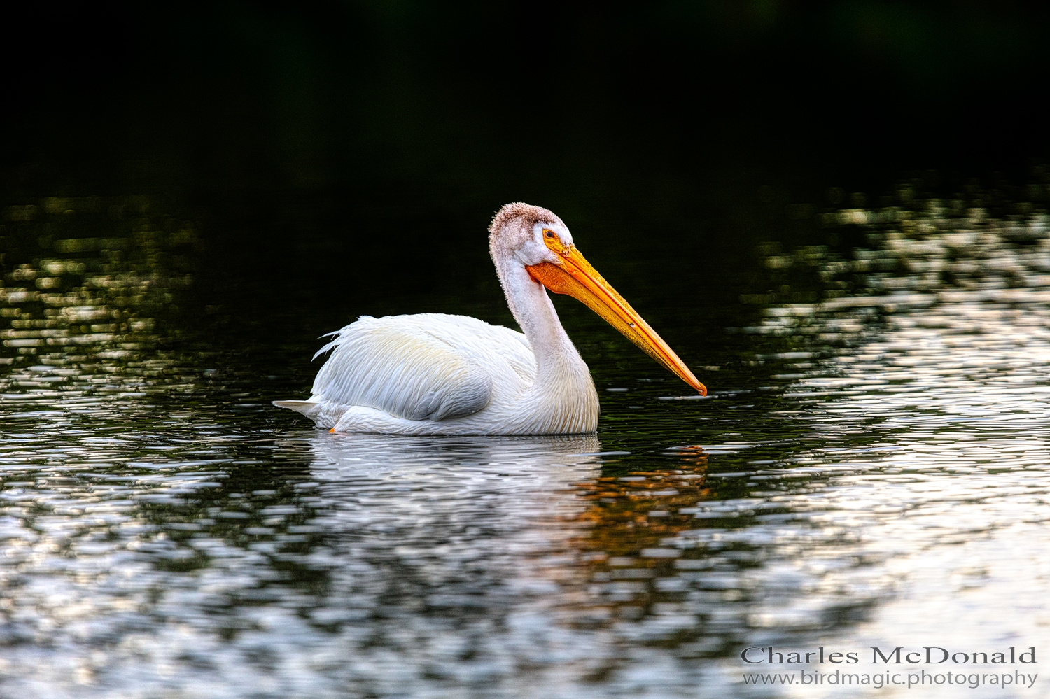 American White Pelican