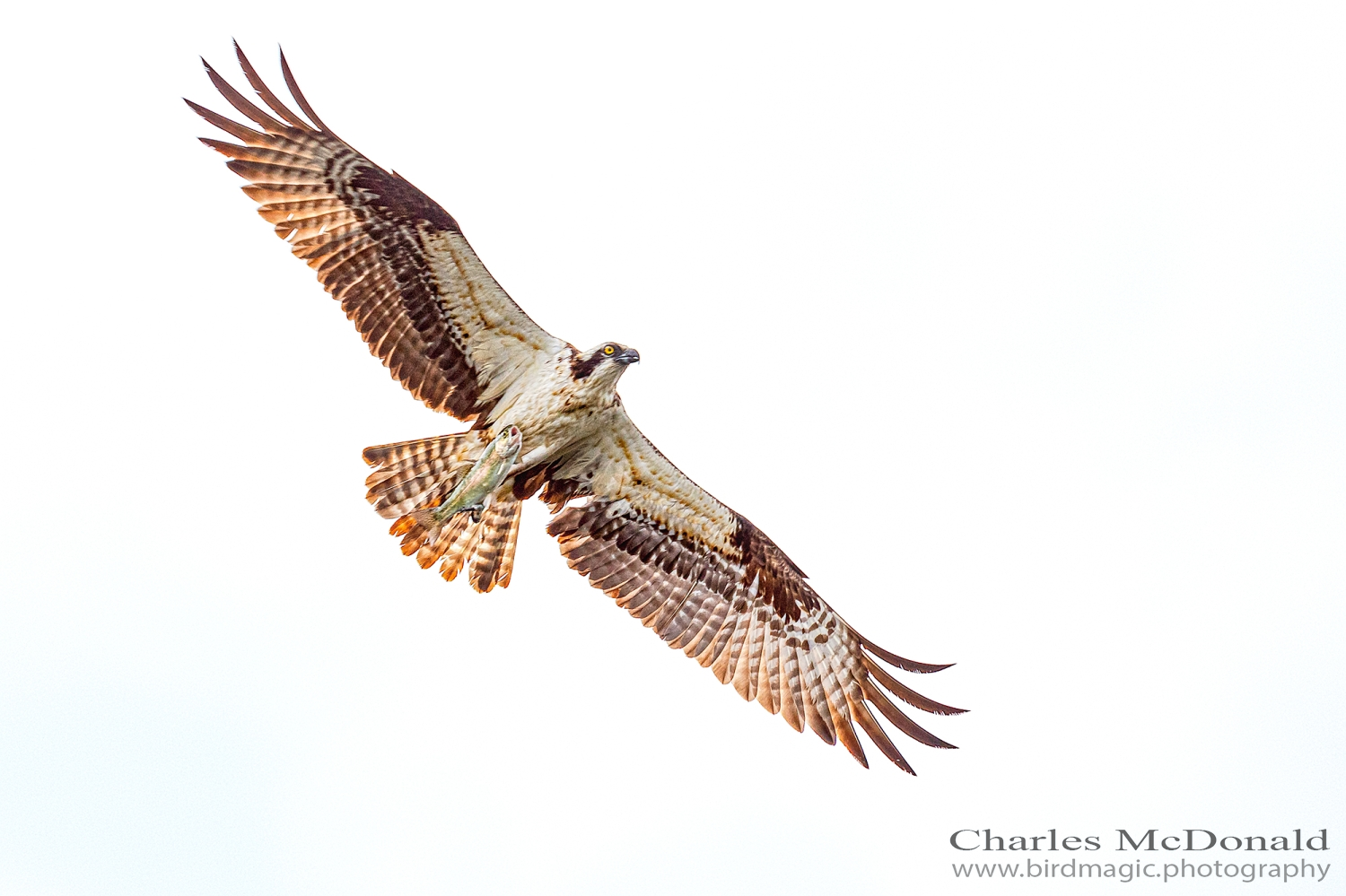 Osprey