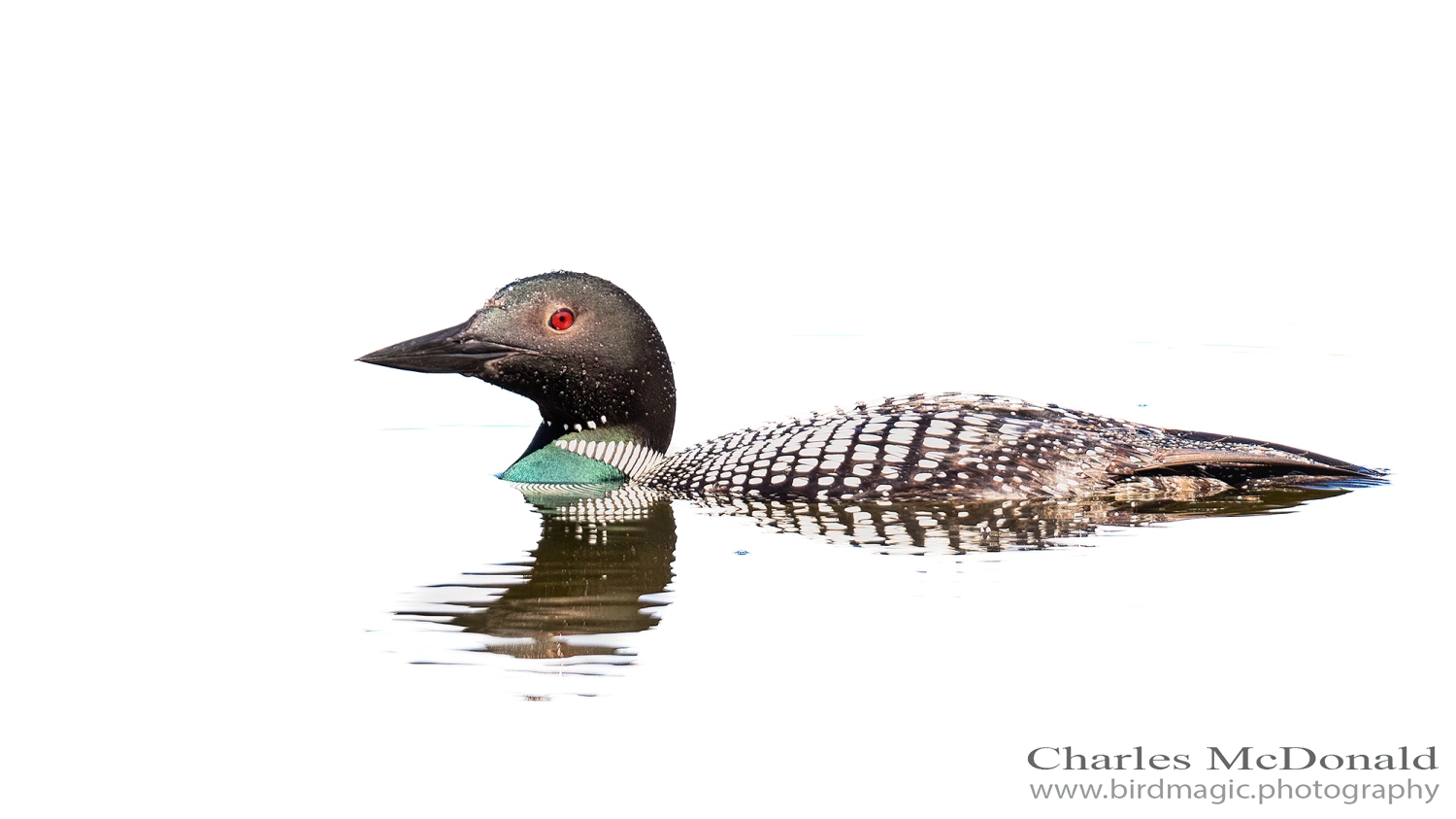 Common Loon