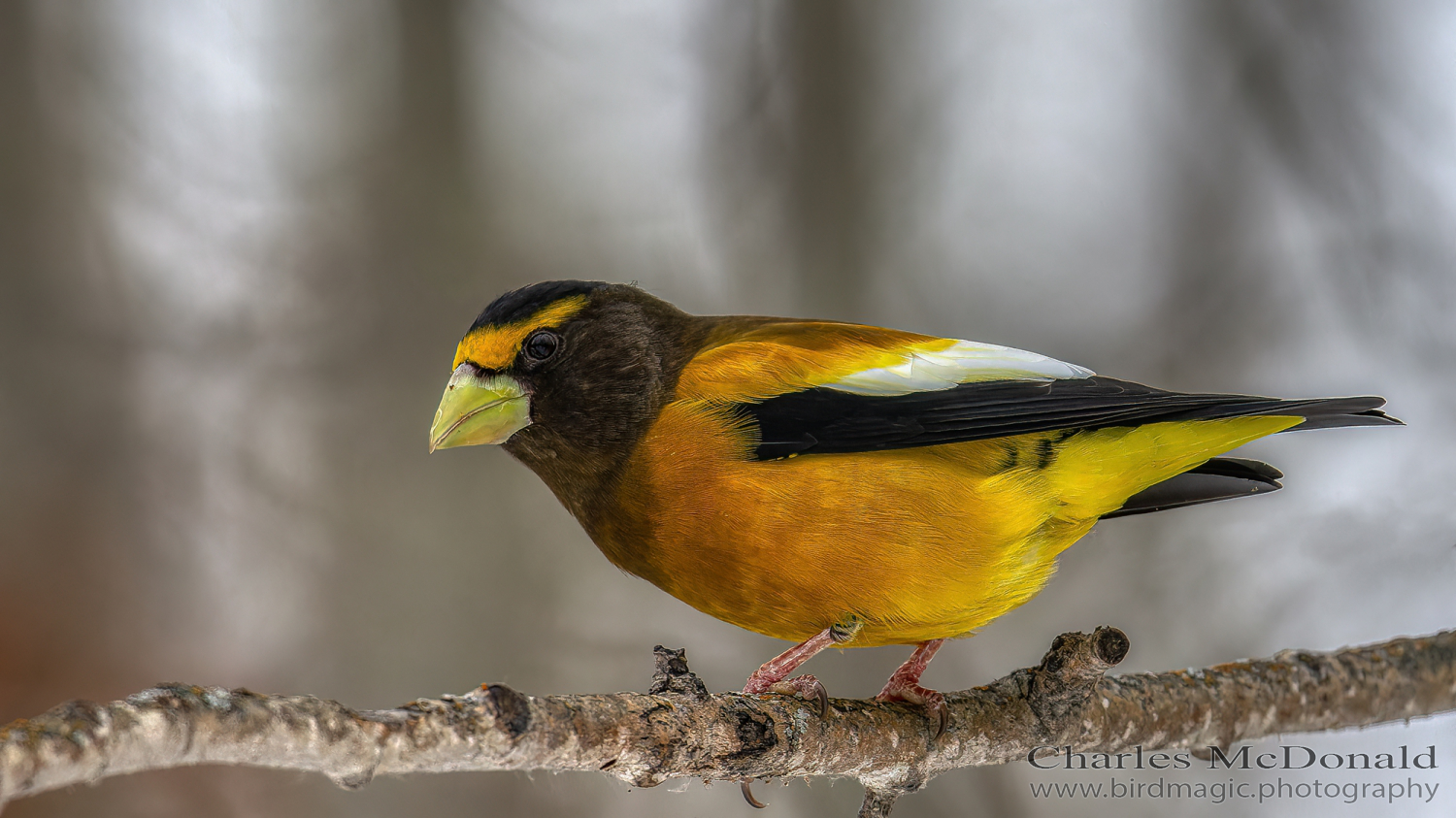 Evening Grosbeak