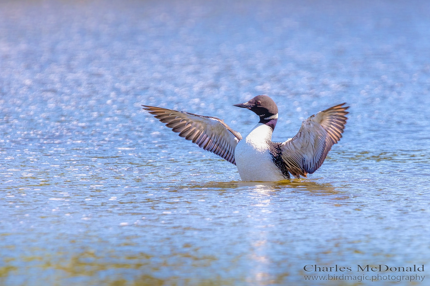 Common Loon