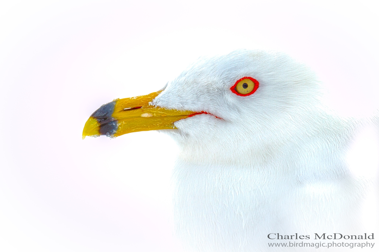 Ring-billed Gull