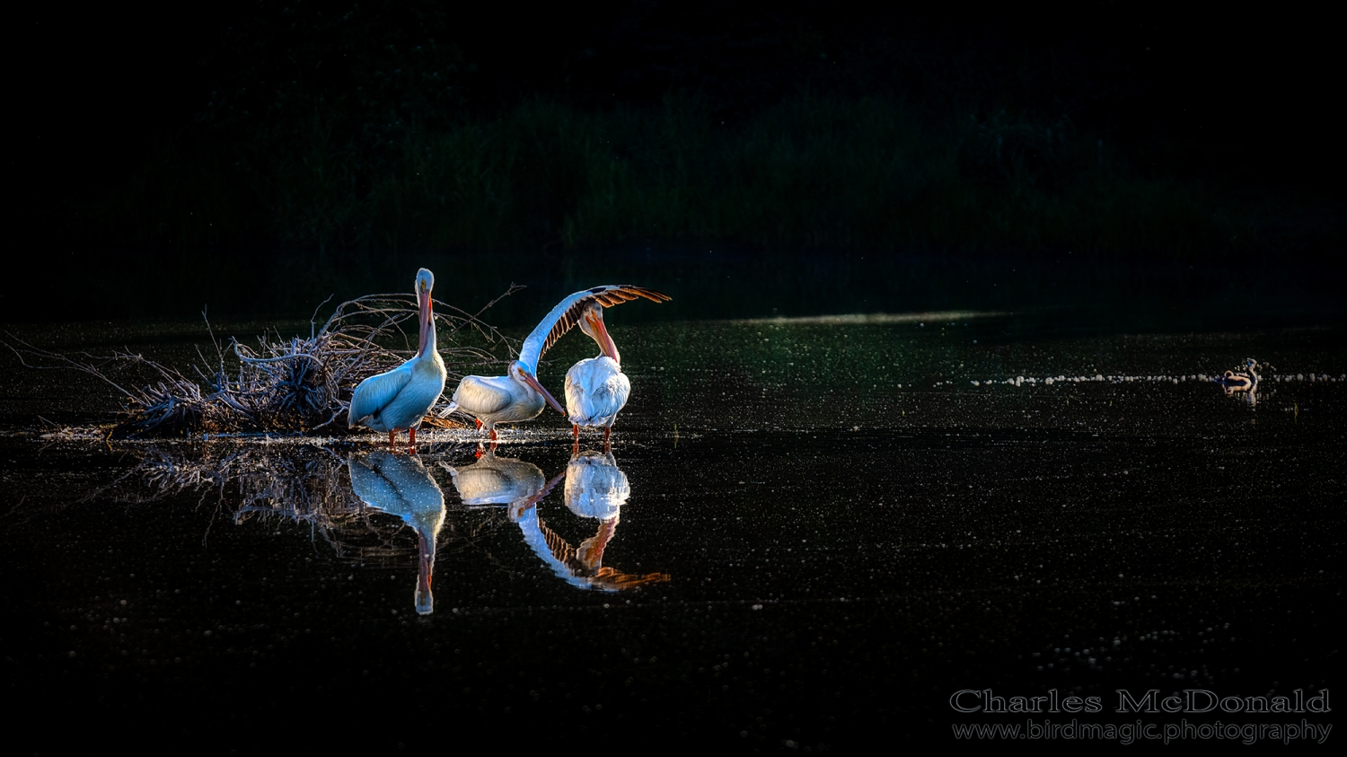 American White Pelican