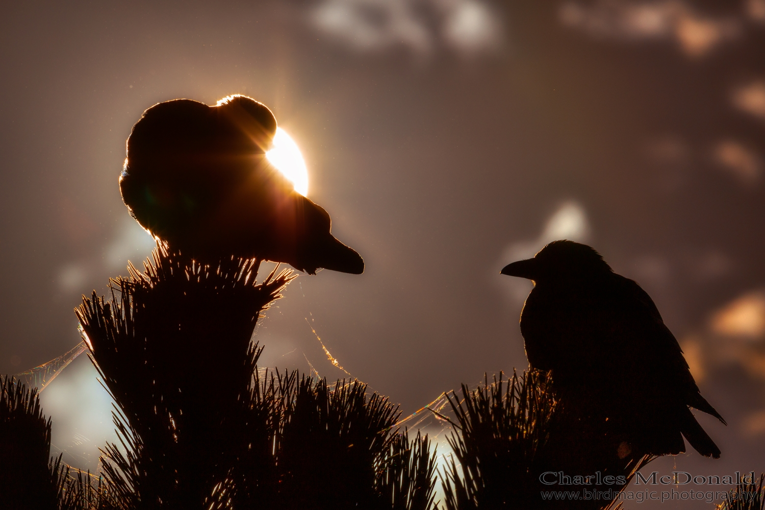 American Crow