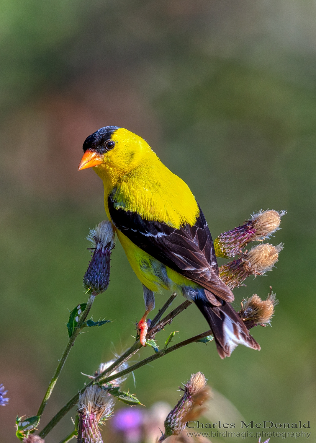 American Goldfinch