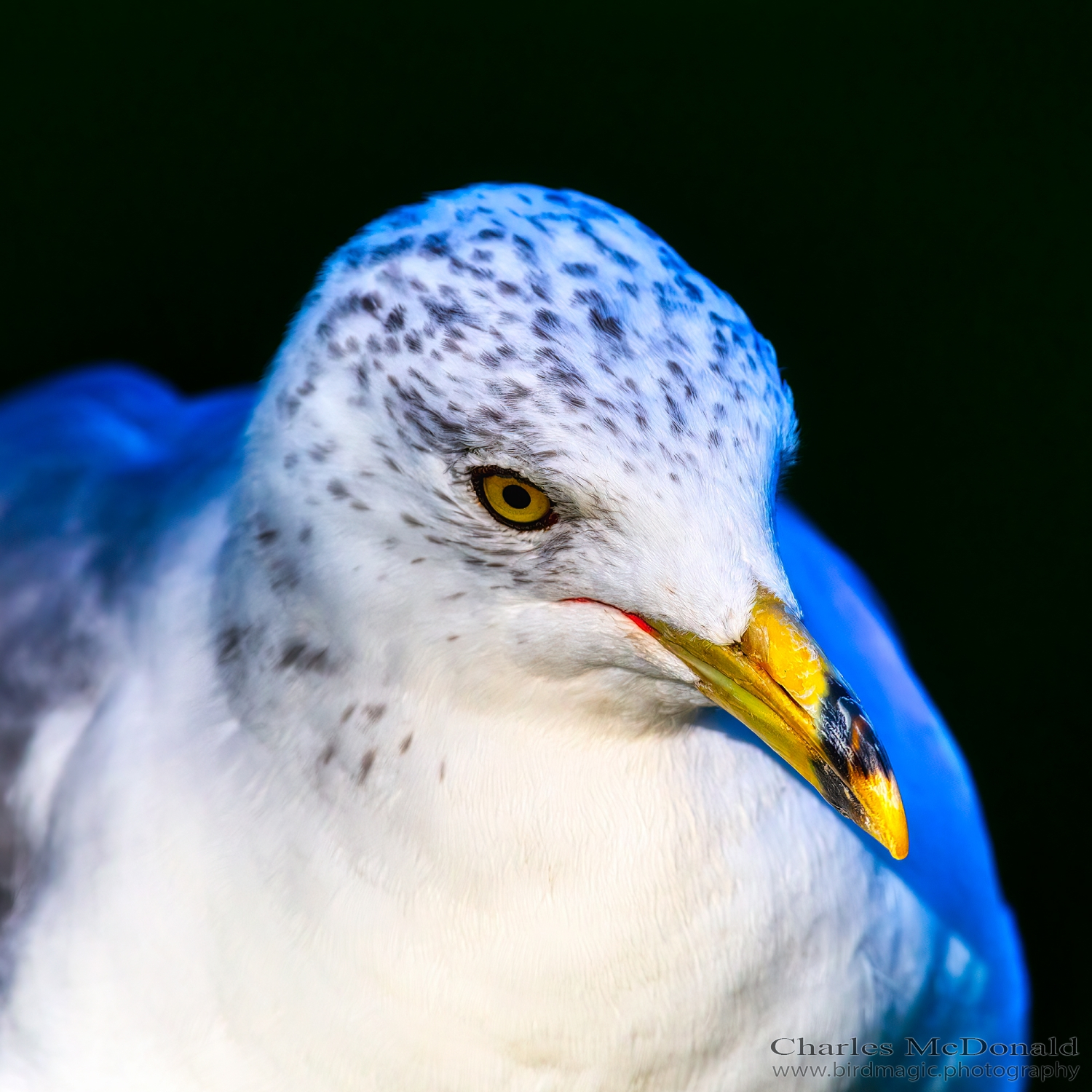 Ring-billed Gull