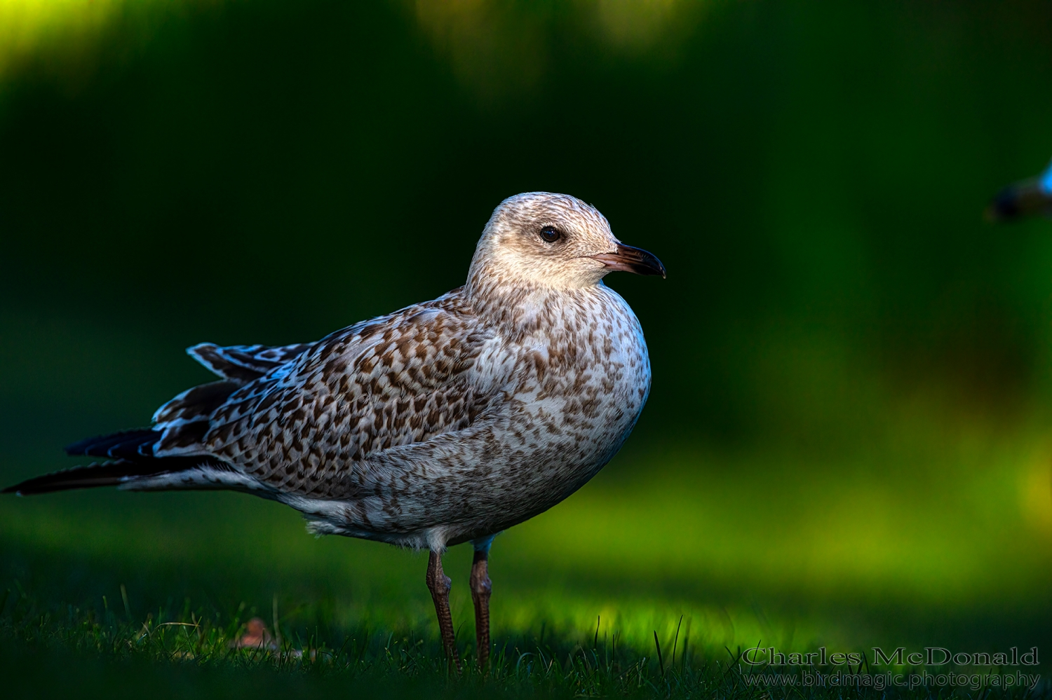 Ring-billed Gull