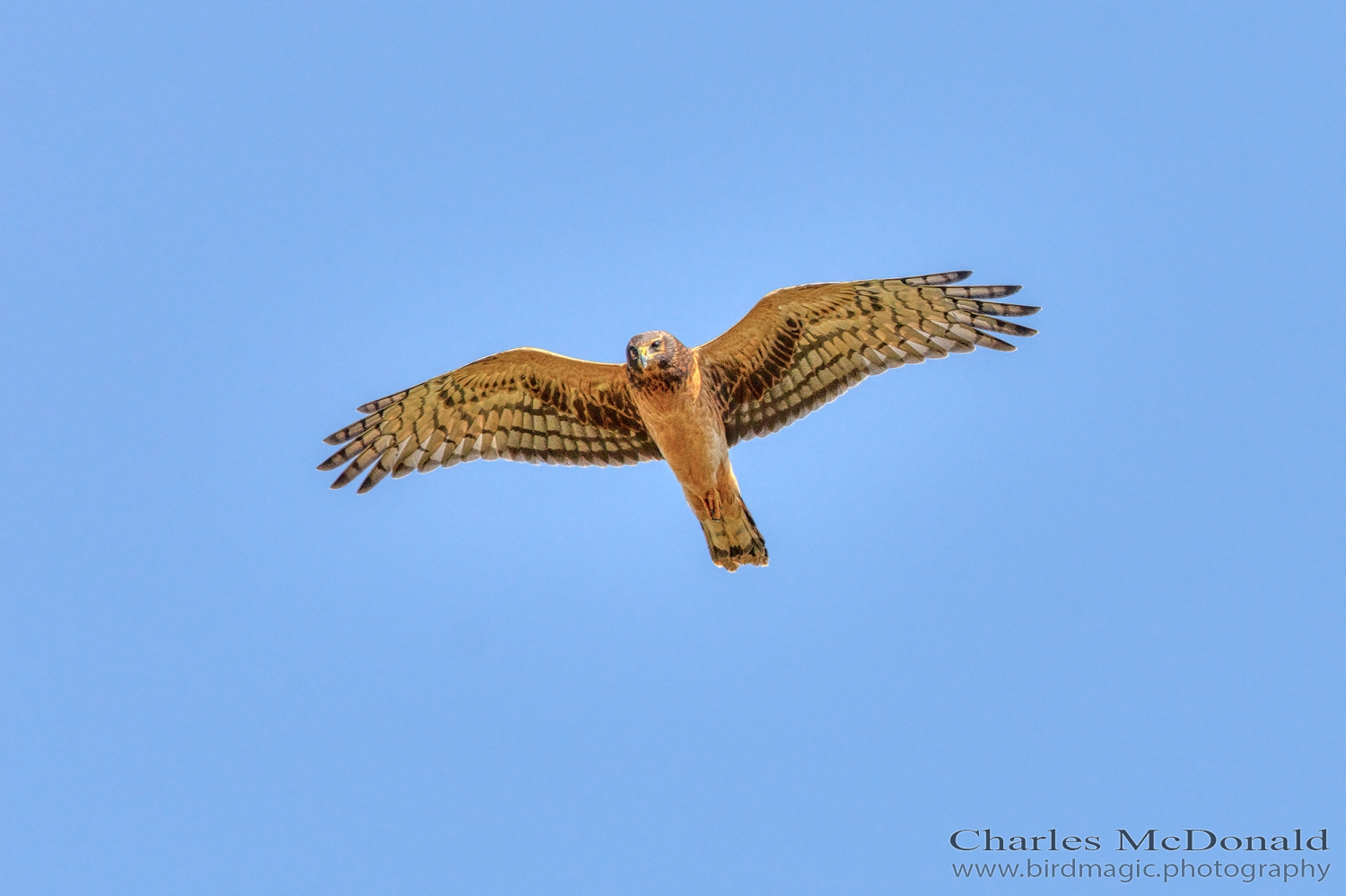 Northern Harrier