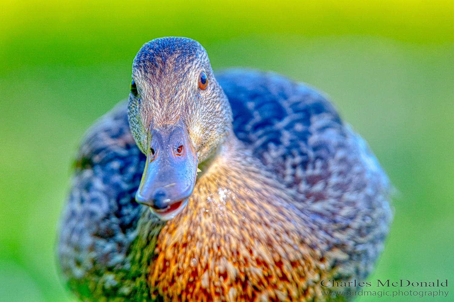 Mallard