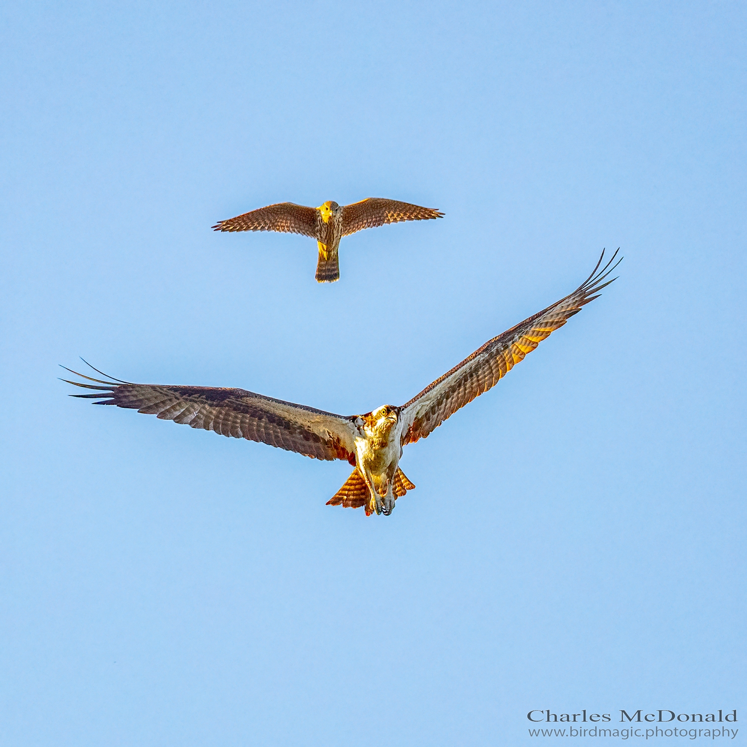 Merlin, Osprey