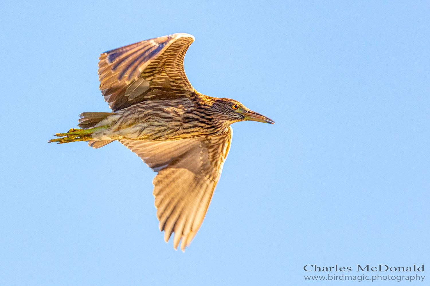 Black-crowned Night-Heron