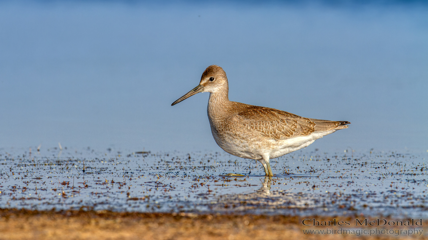 Willet