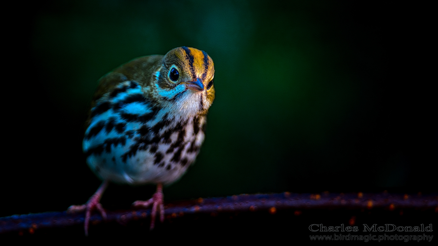 Ovenbird