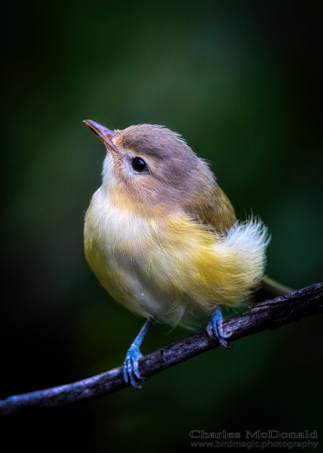 Warbling Vireo