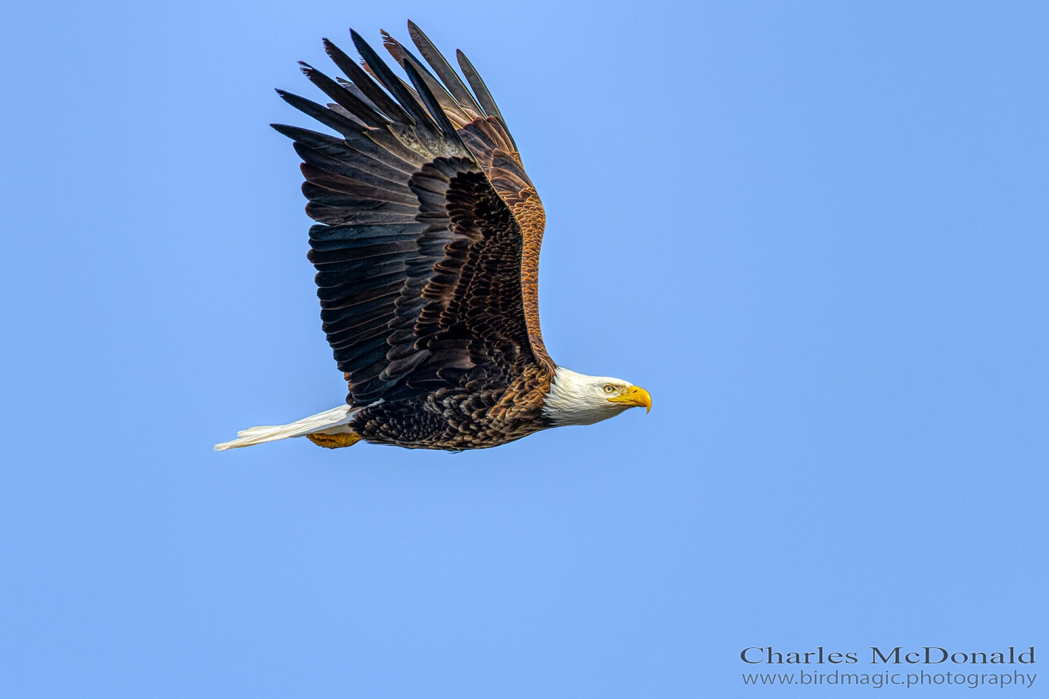 Bald Eagle