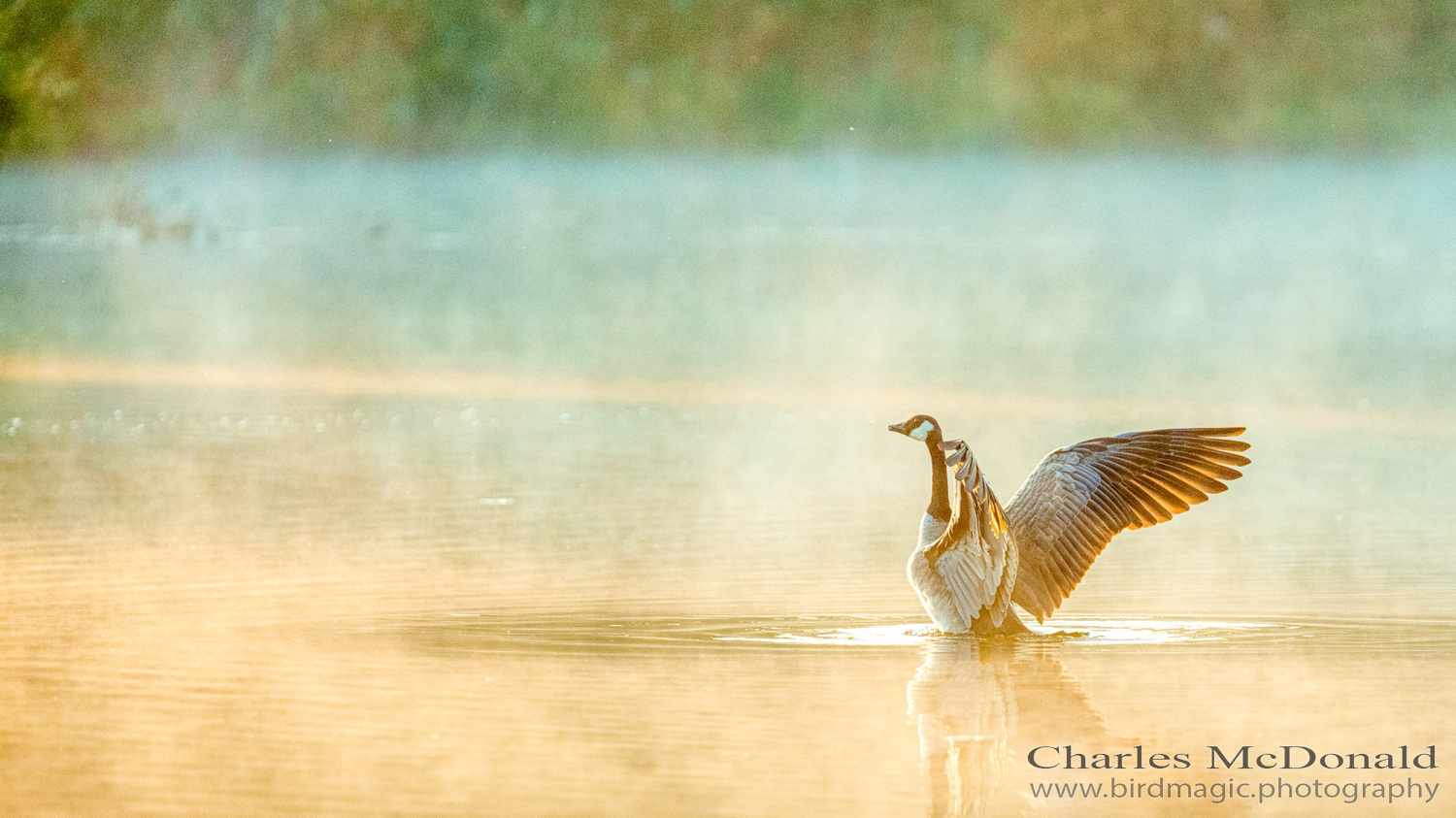 Canada Goose