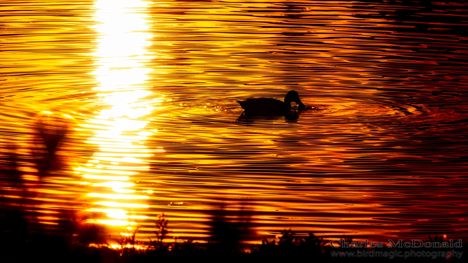 Mallard