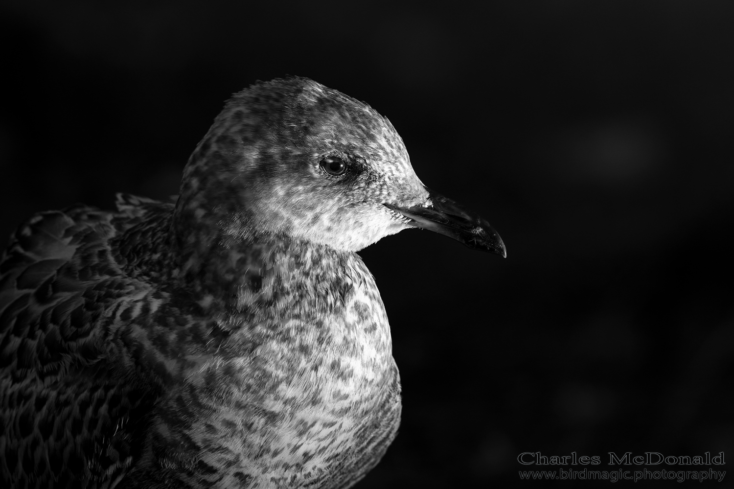 Ring-billed Gull