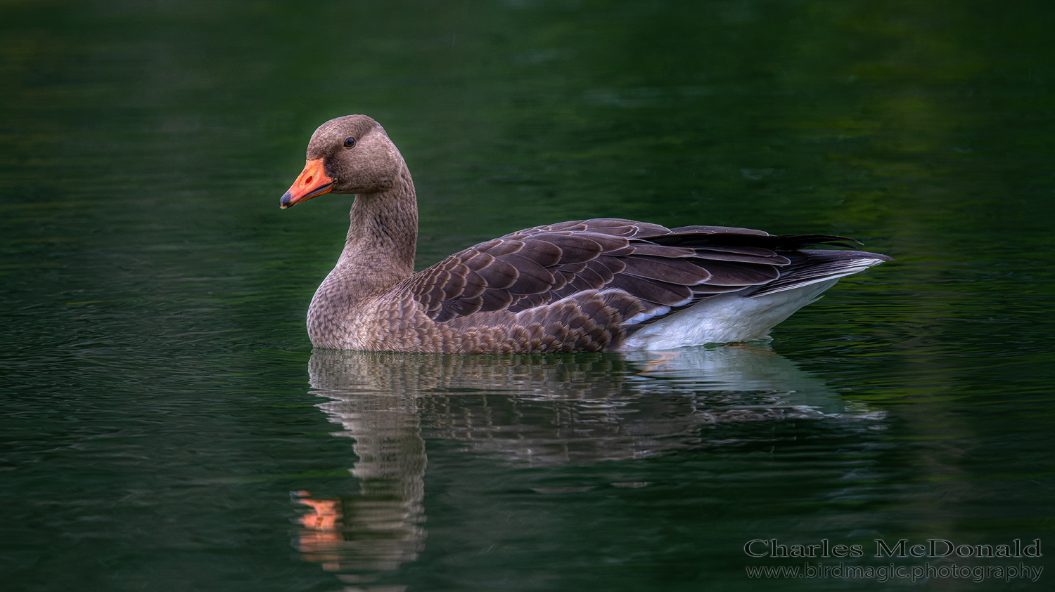 Greater White-fronted Goose