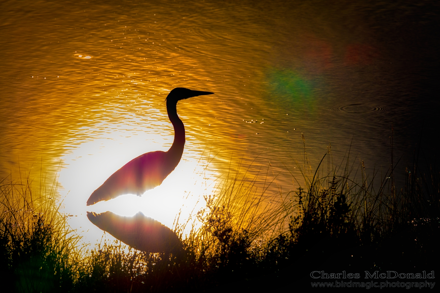 Great Blue Heron