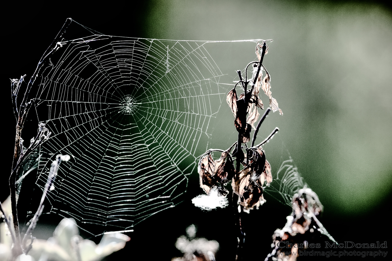 Spider Web