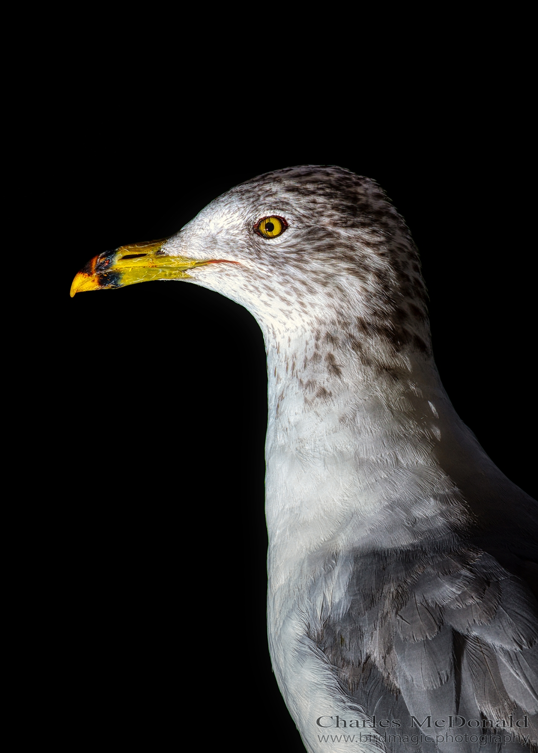 Ring-billed Gull