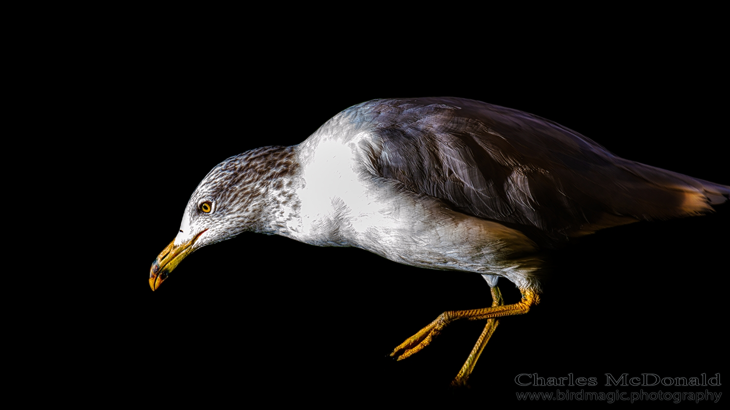 Ring-billed Gull