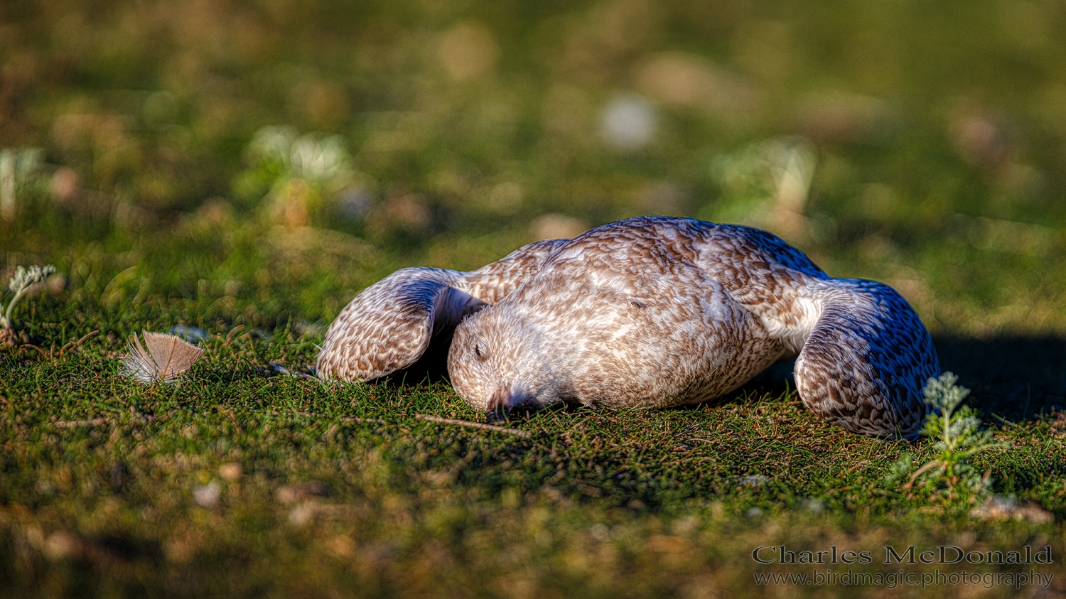 Ring-billed Gull