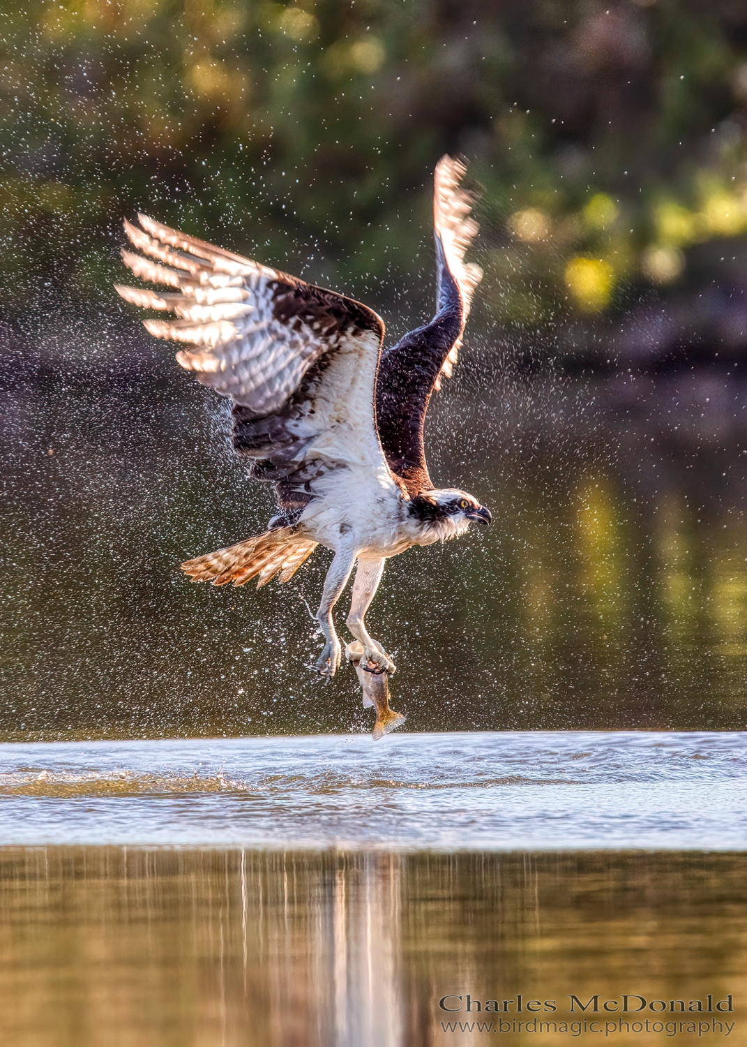 Osprey