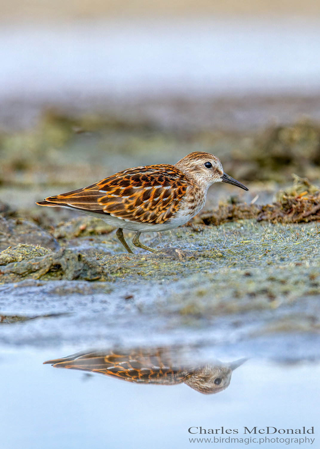 White-rumped Sandpiper