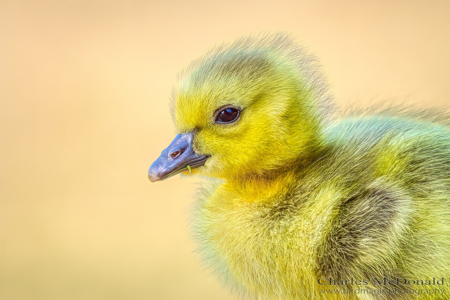 Canada Goose