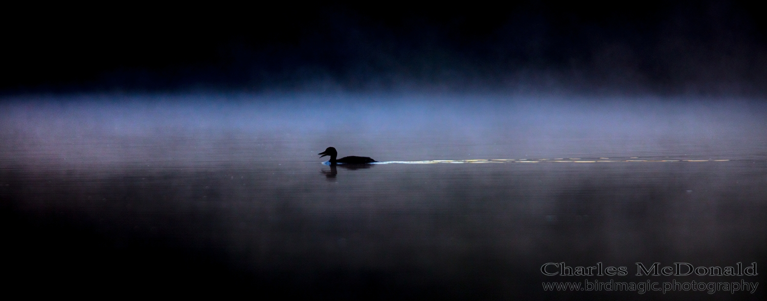 American Wigeon