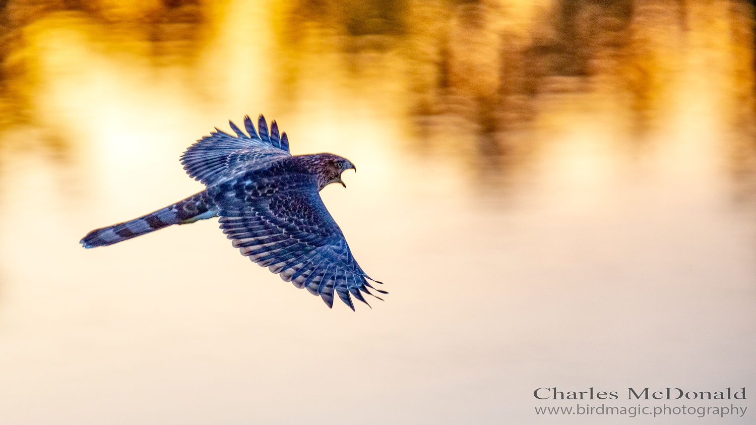 Cooper's Hawk